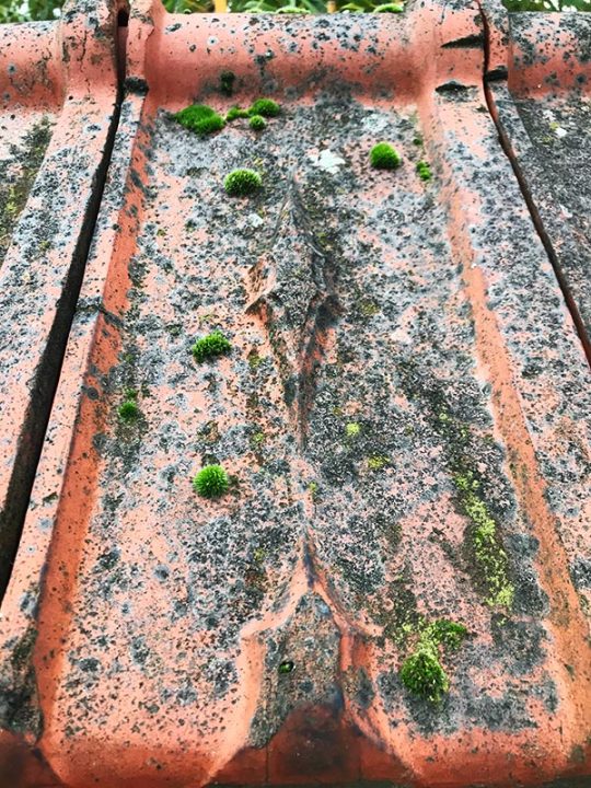 Mousses et lichens sur les toitures